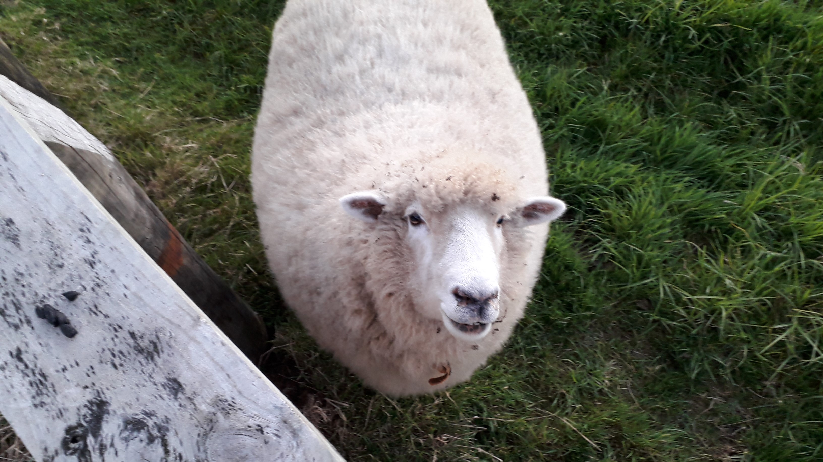 Large white ram looking up